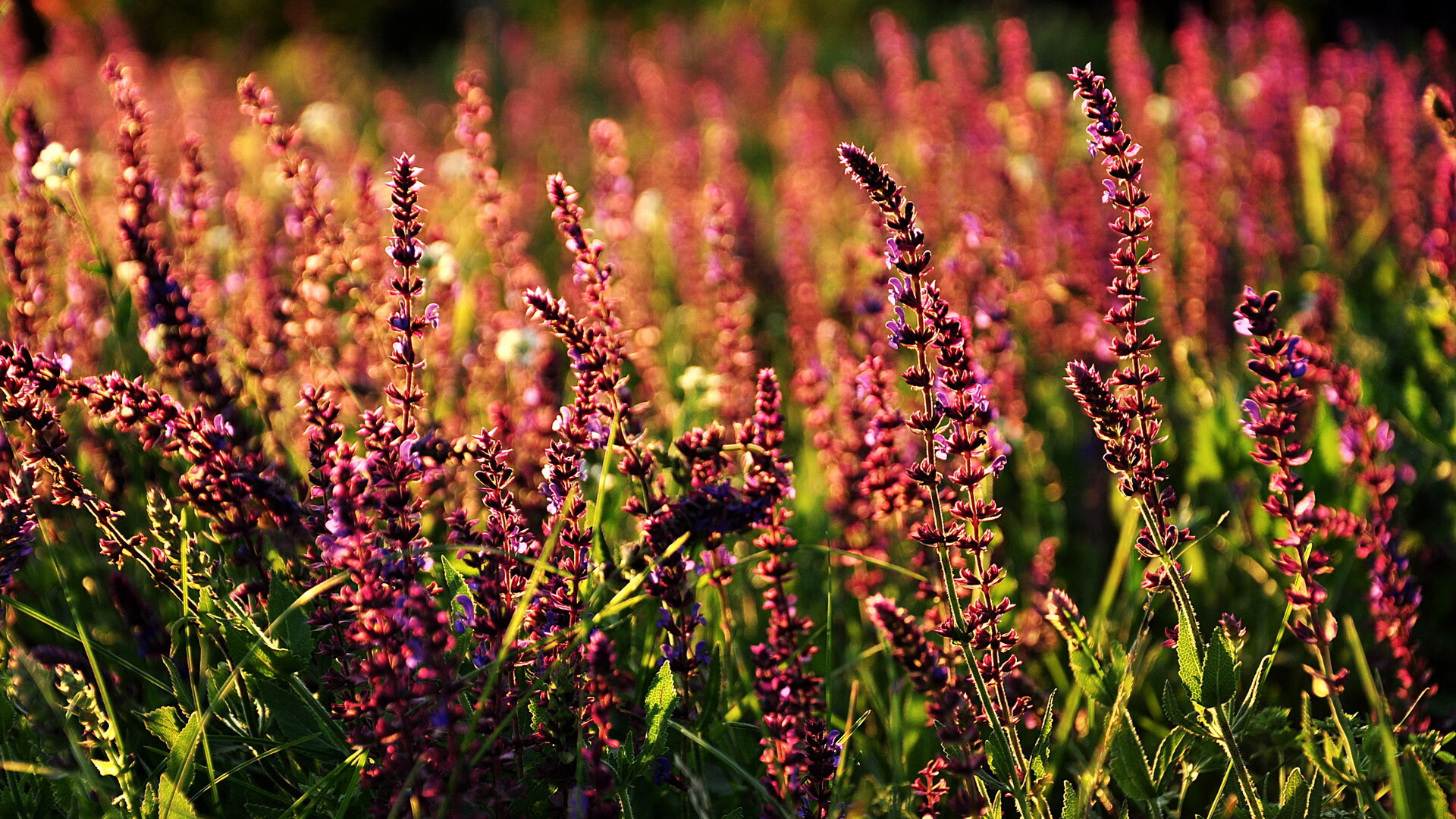 全黑队的攻守转换迅速,令对手防不胜防,全黑队战舞