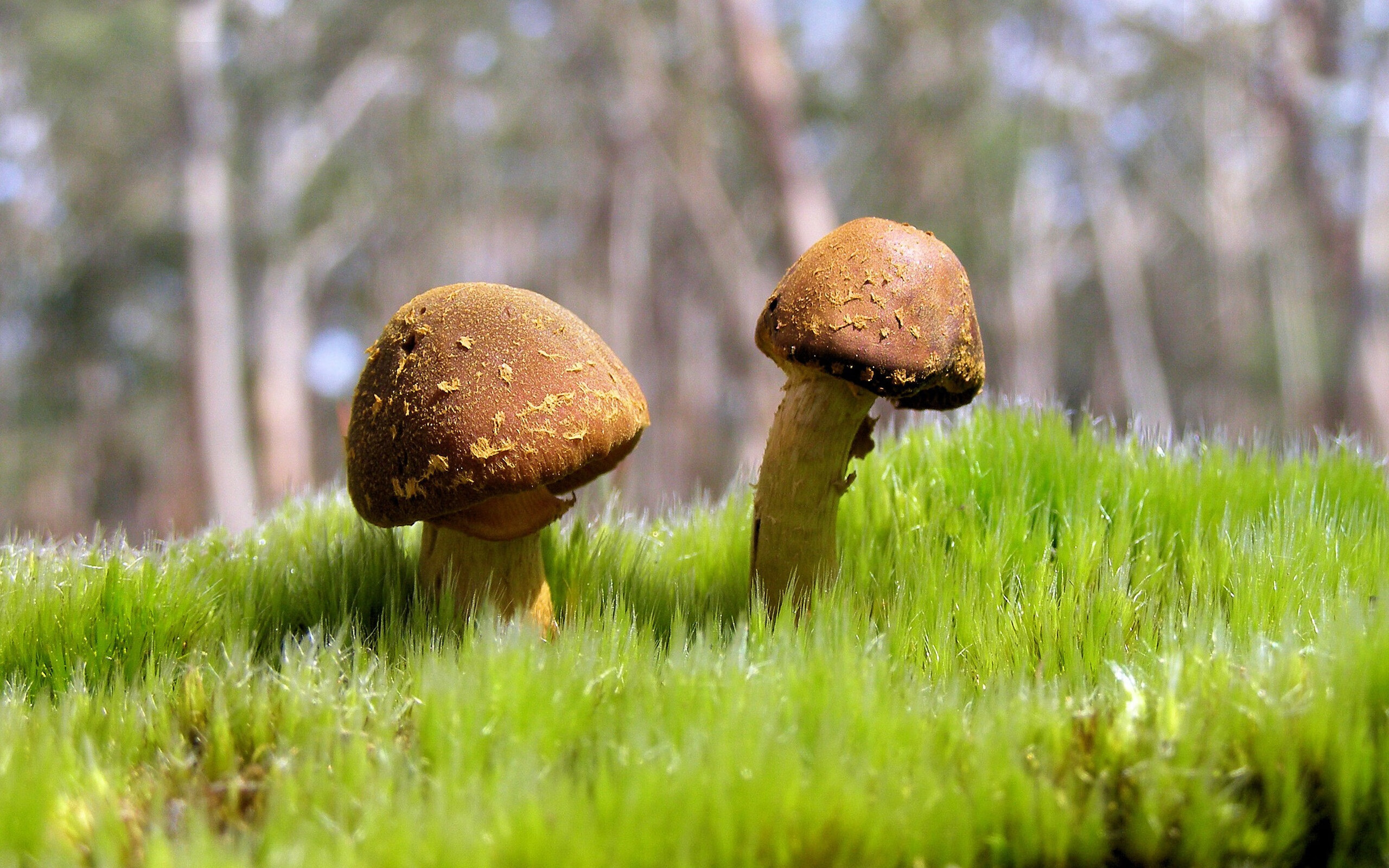 开云·体育官网-法甲新星闪耀：未来巨星崭露头角！，法甲新logo