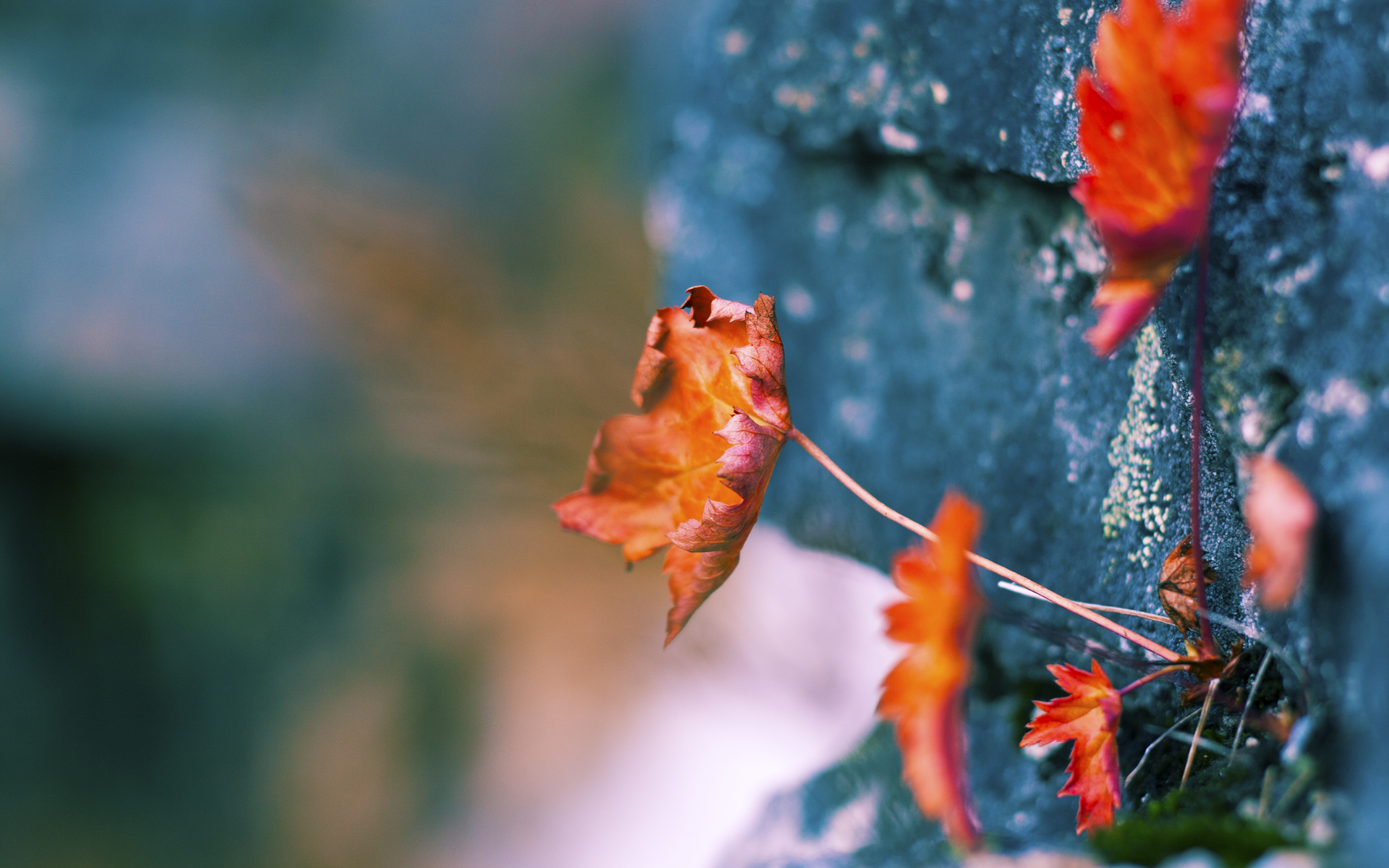 球星亲子同场亮相，家庭故事感动球迷，球星儿子踢球